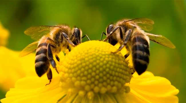 Nutrición y alimentación de la abeja
